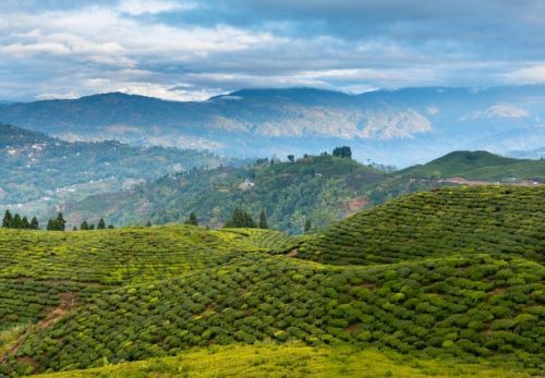 Treasures of the Kathmandu Valley and tea route in Ilam